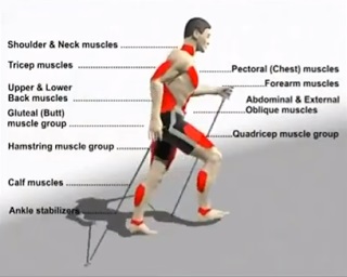 Camminata Nordica: l'esercizio fisico previene la disabilità e allunga le aspettativa di vita.