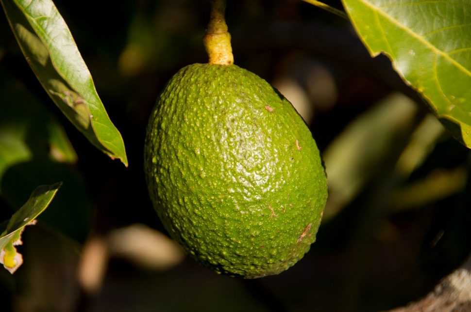Buone notizie per gli appassionati di frutta esotica: l'avocado aiuta ad eliminare i grassi nocivi