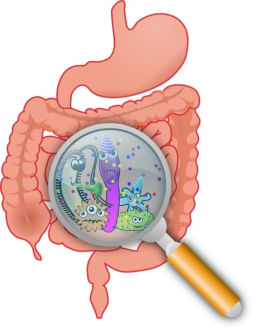 L'intestino è il secondo cervello