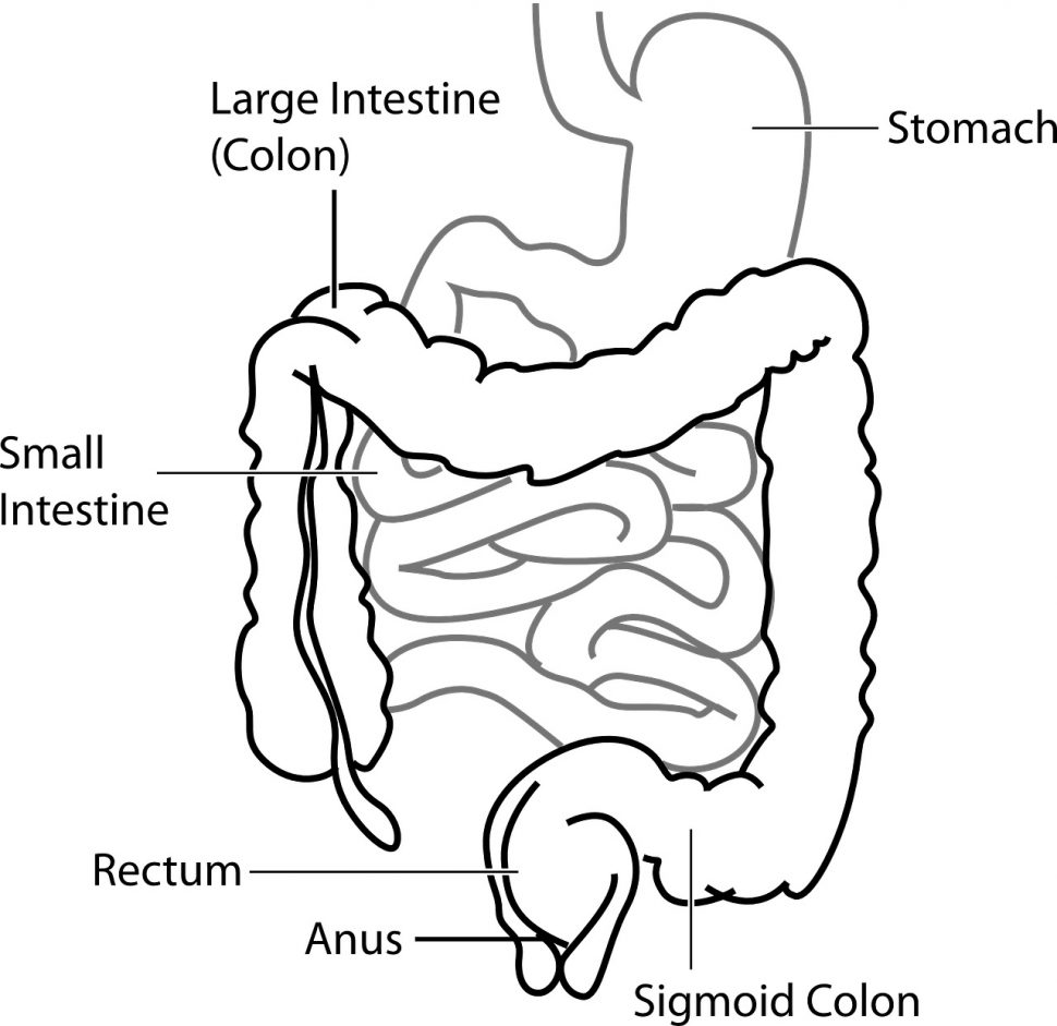 Caro Intestino...