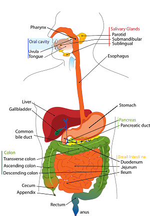 Per tutto il mese di Febbraio: prezzi scontati su Visita Gastroenterologica con ecografia di competenza, Ecografia completa dell'addome, Ecografia delle anse intestinali e Idrocolonterapia.